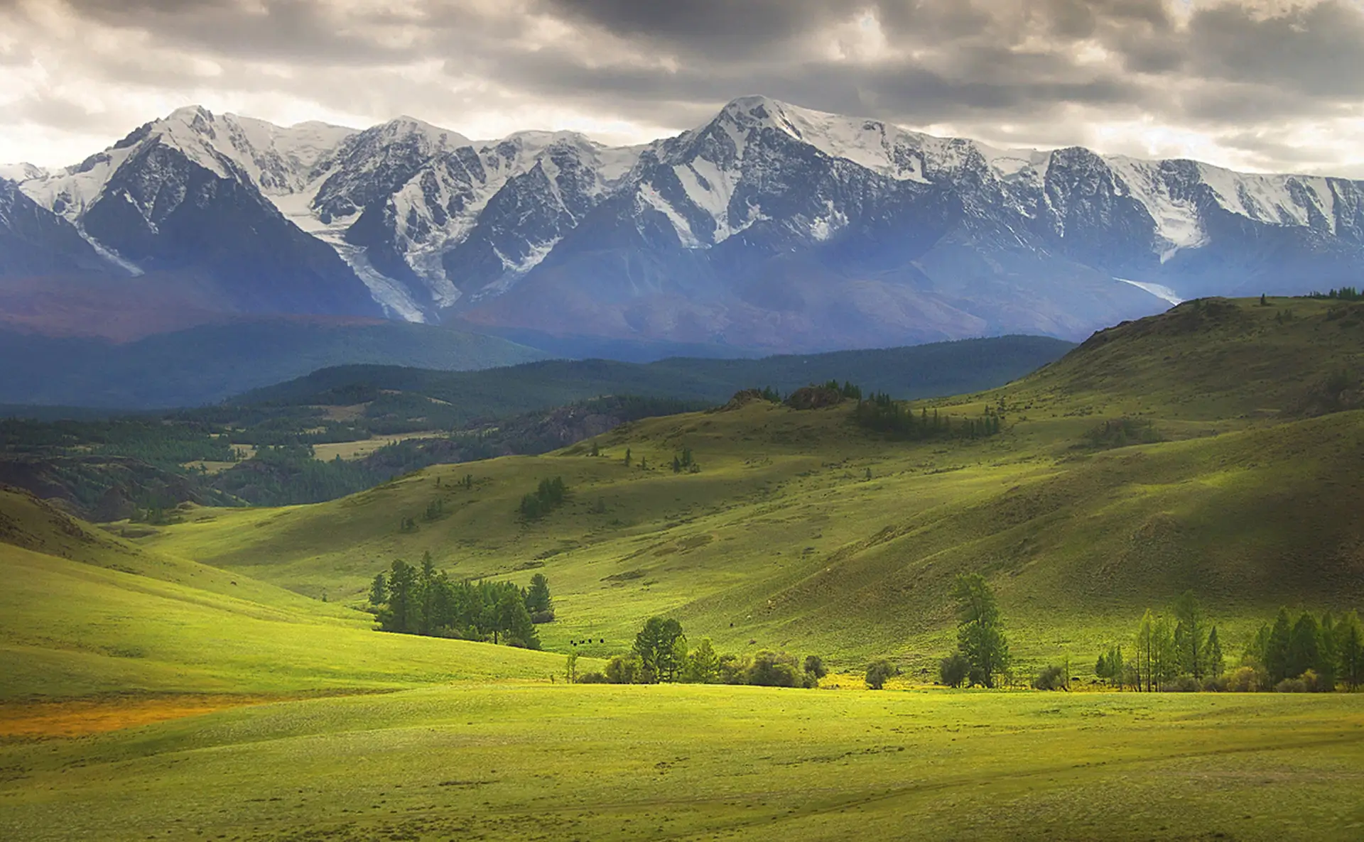 Светло зеленое поле по которому в дали гуляют животные, а на заднем плане виднеются заснеженные и высокие горы Алтая